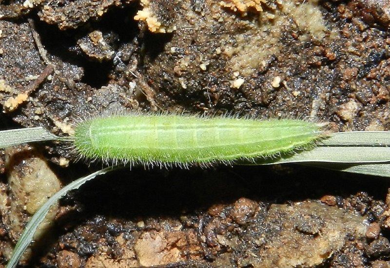 l''avventura della (forse) Melanargia russiae